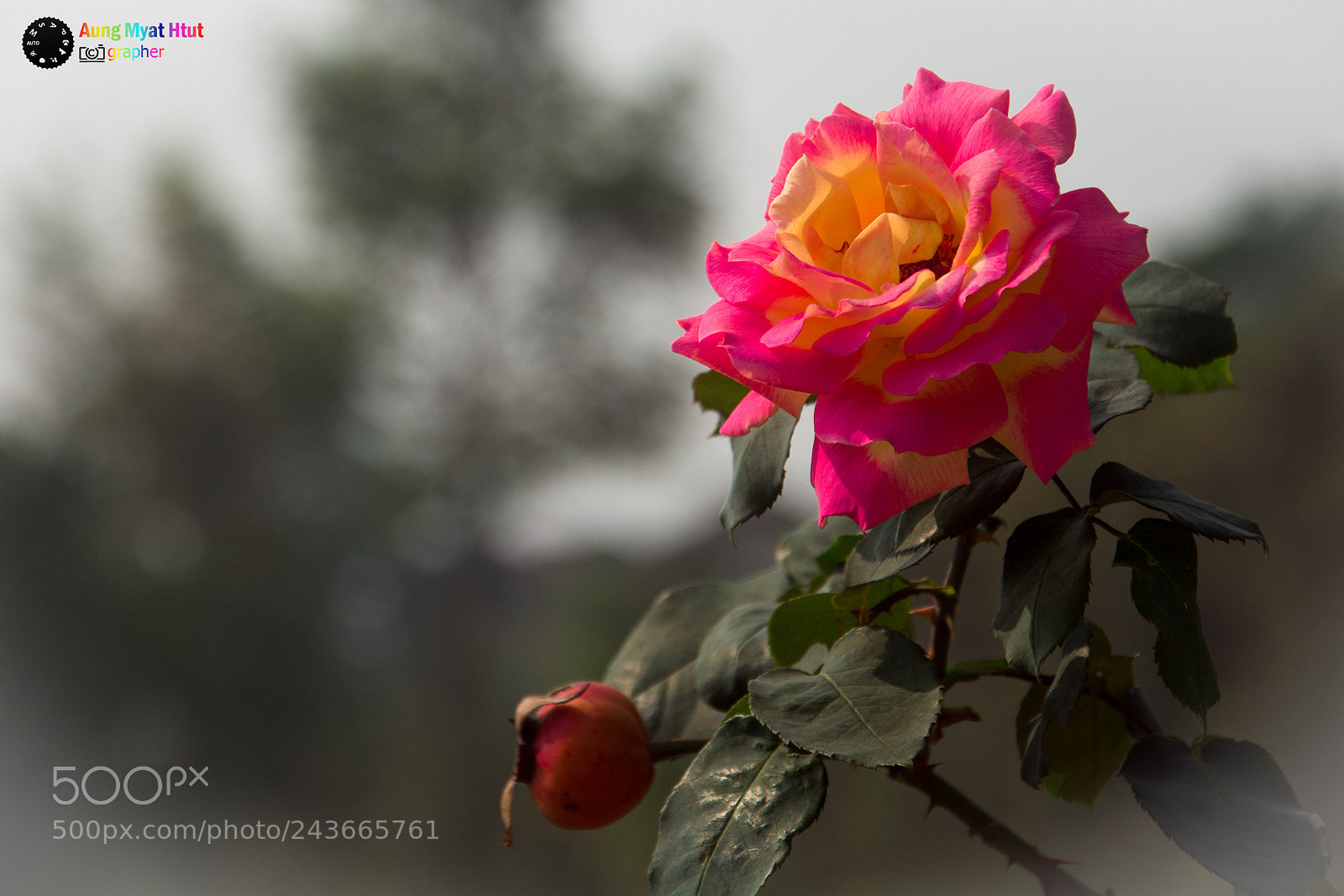 Nikon D7100 sample photo. Untitled photography