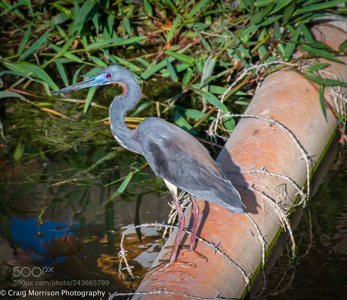 Nikon D7100 sample photo. A heron looking for photography