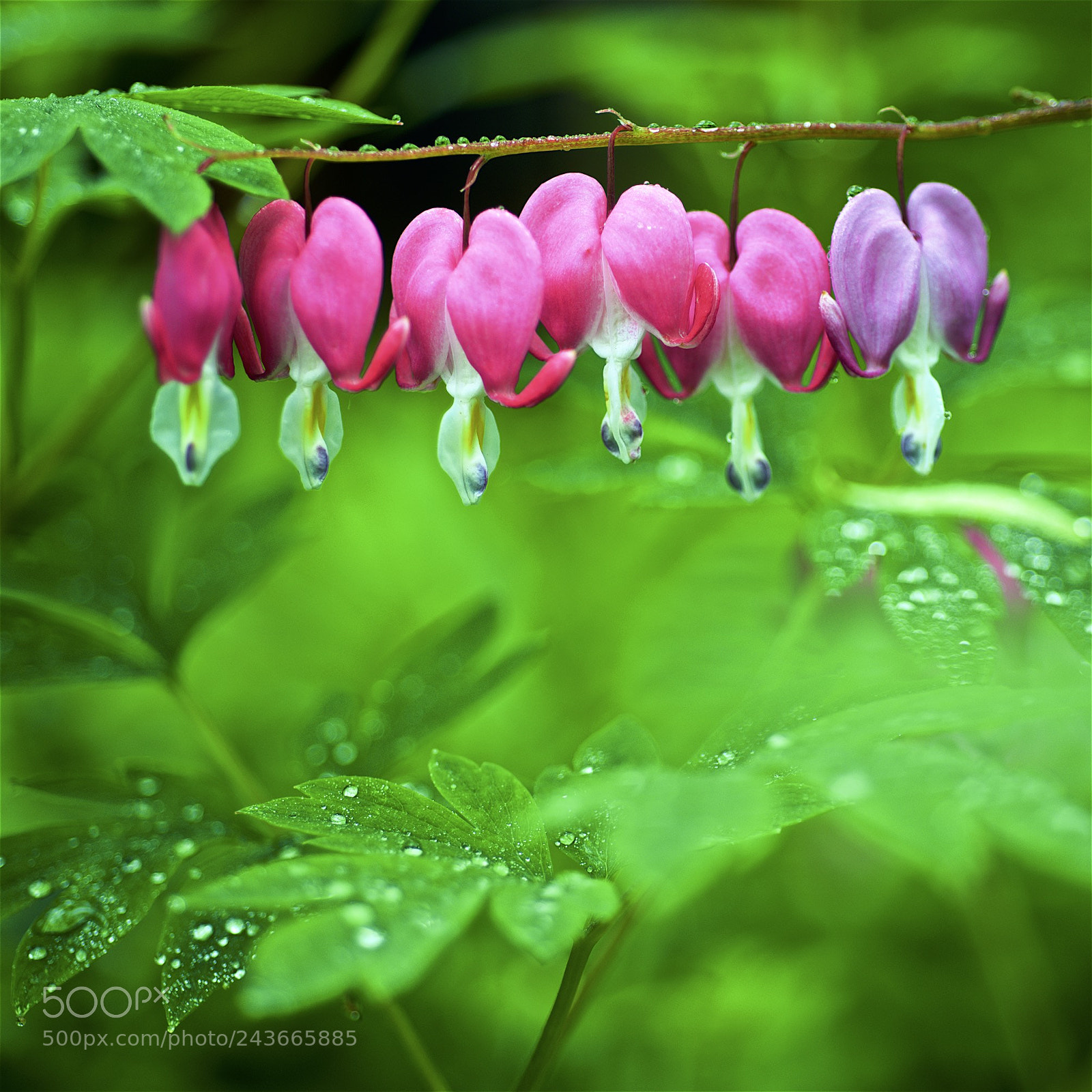 Nikon D600 sample photo. Bleeding hearts in the photography