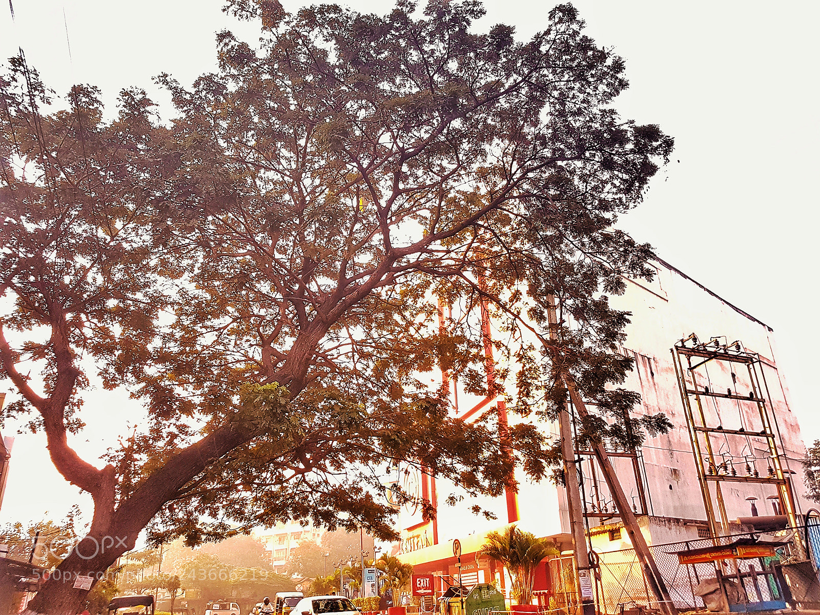 Samsung Galaxy S7 sample photo. Single tree...!!! photography