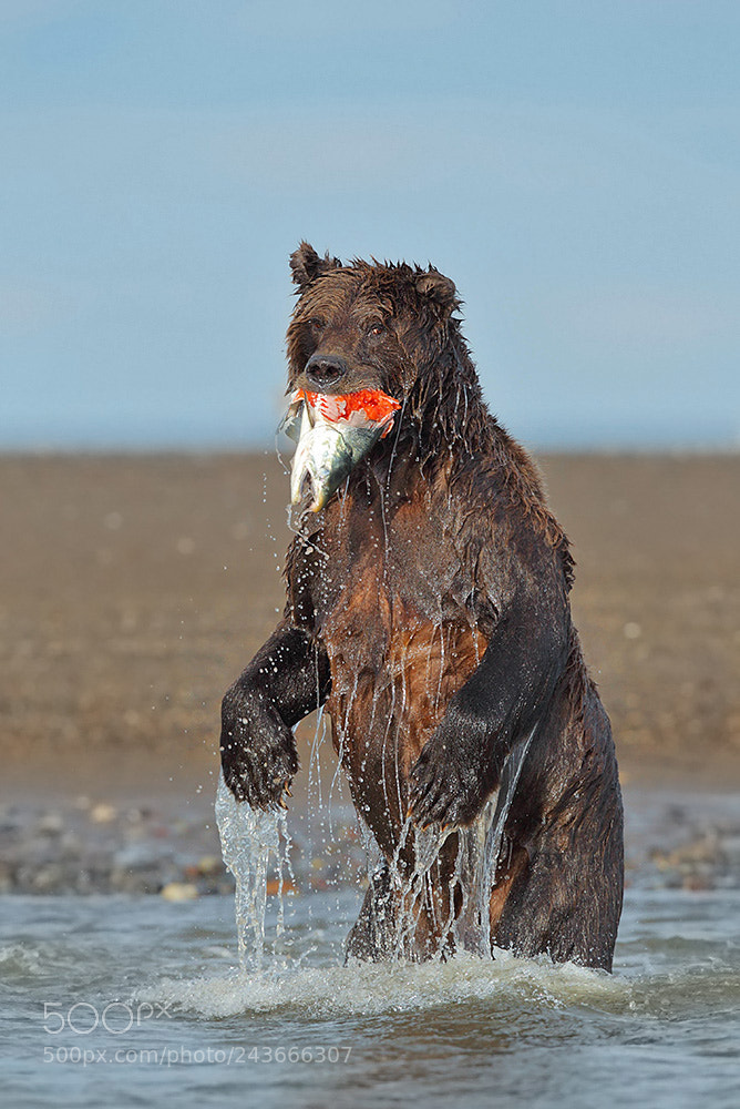 Canon EOS-1D Mark IV sample photo. Fishing bear in alaska photography
