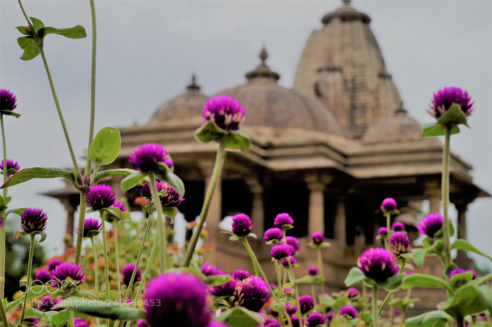 Sony Alpha a3500 sample photo. Worshipped flower? birla temple? photography