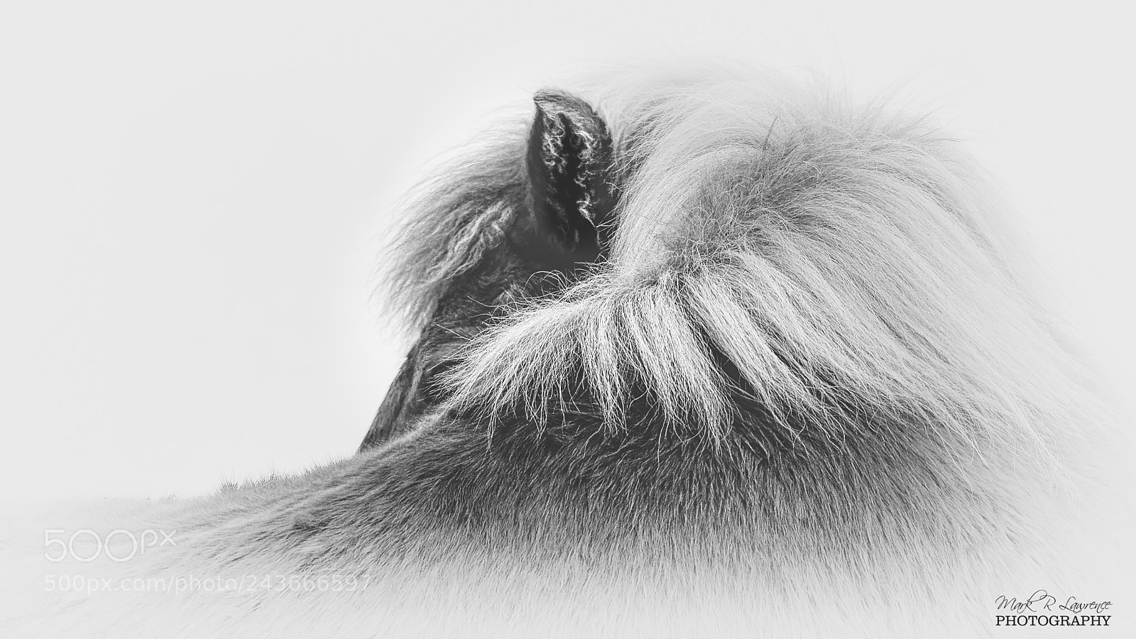 Nikon D4 sample photo. " listening " photography
