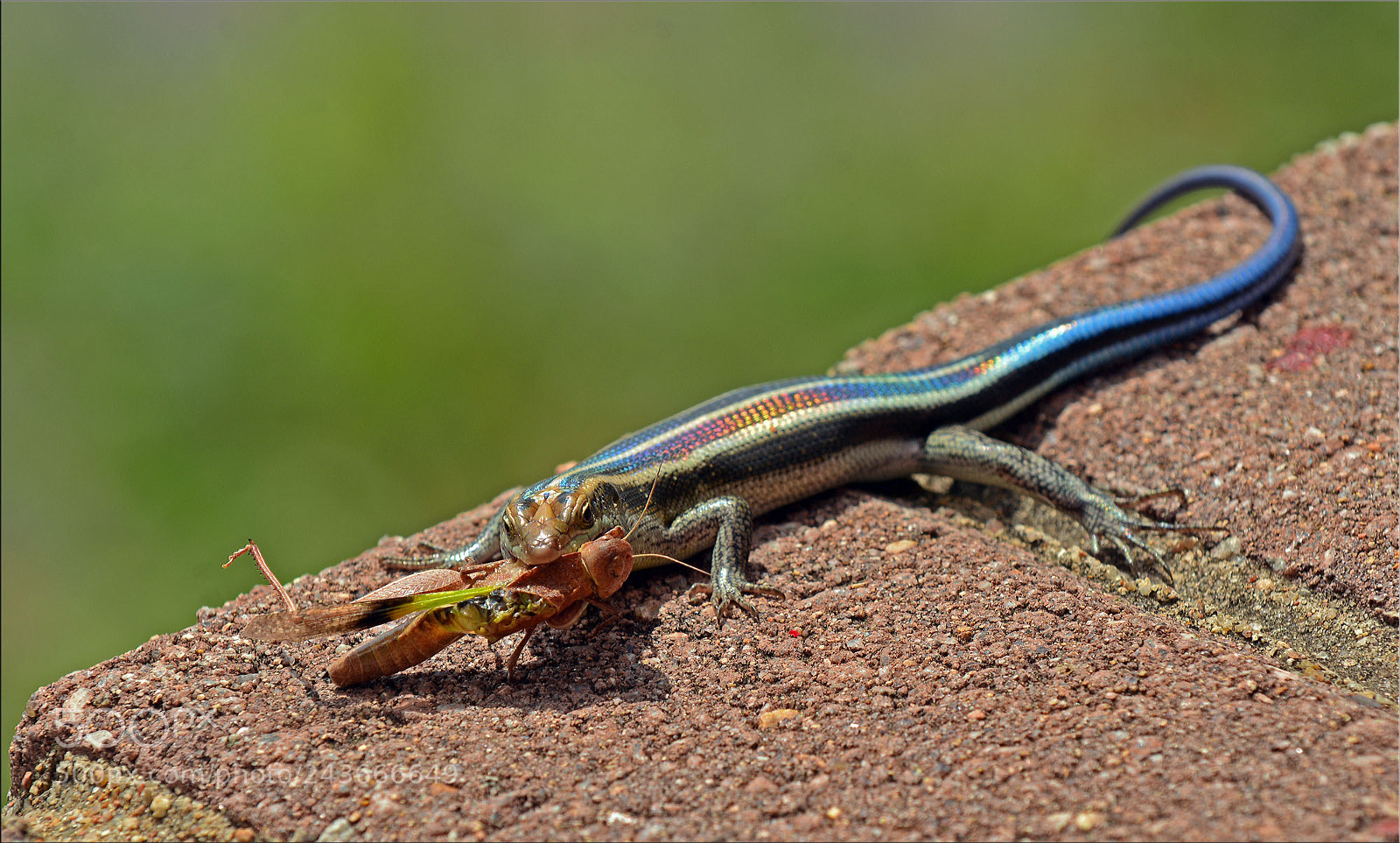 Nikon D7100 sample photo. Female rainbow skink photography