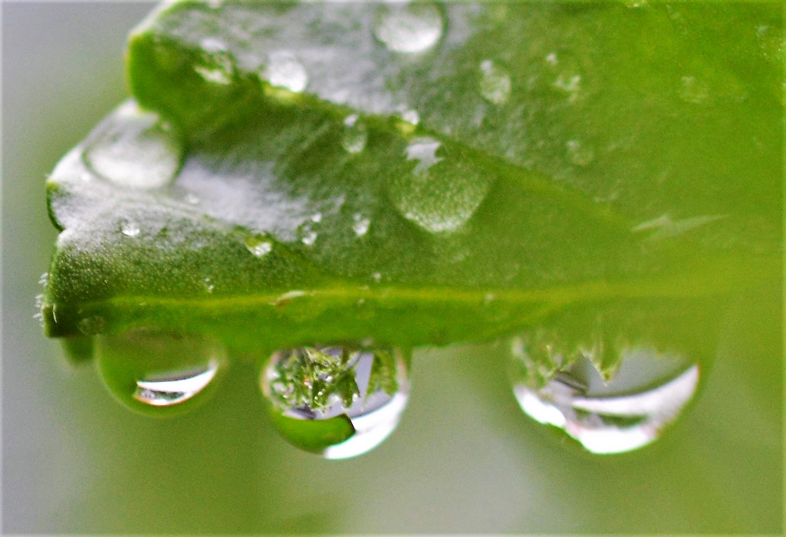 Sigma 105mm F2.8 EX DG OS HSM sample photo. Drops photography