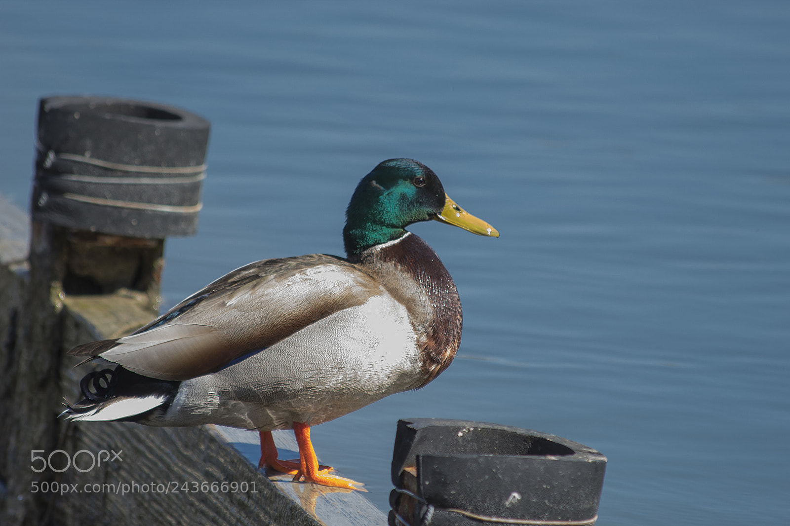 Canon EOS 1300D (EOS Rebel T6 / EOS Kiss X80) sample photo. Color duck photography
