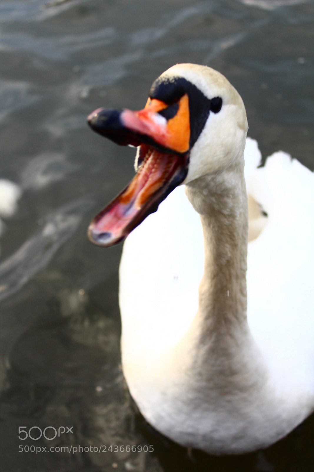 Canon EF-S 18-55mm F3.5-5.6 III sample photo. Say hi :d photography