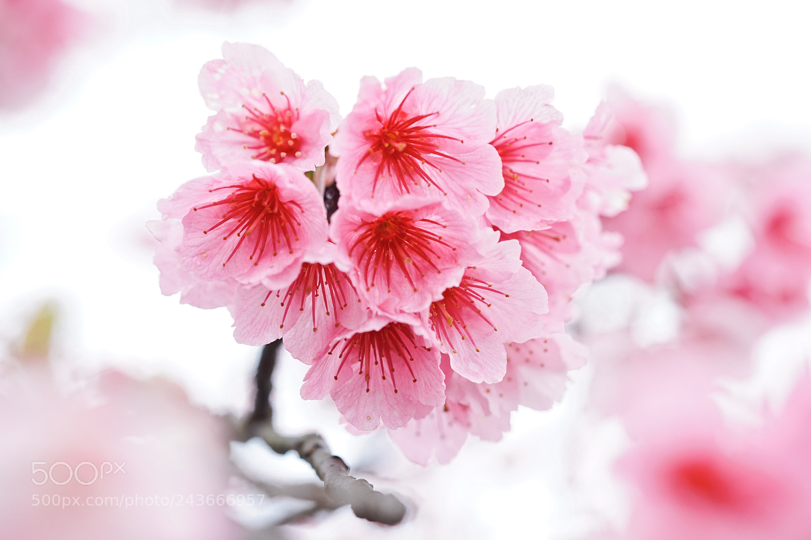 Sony a7 II sample photo. Cherry blossom photography