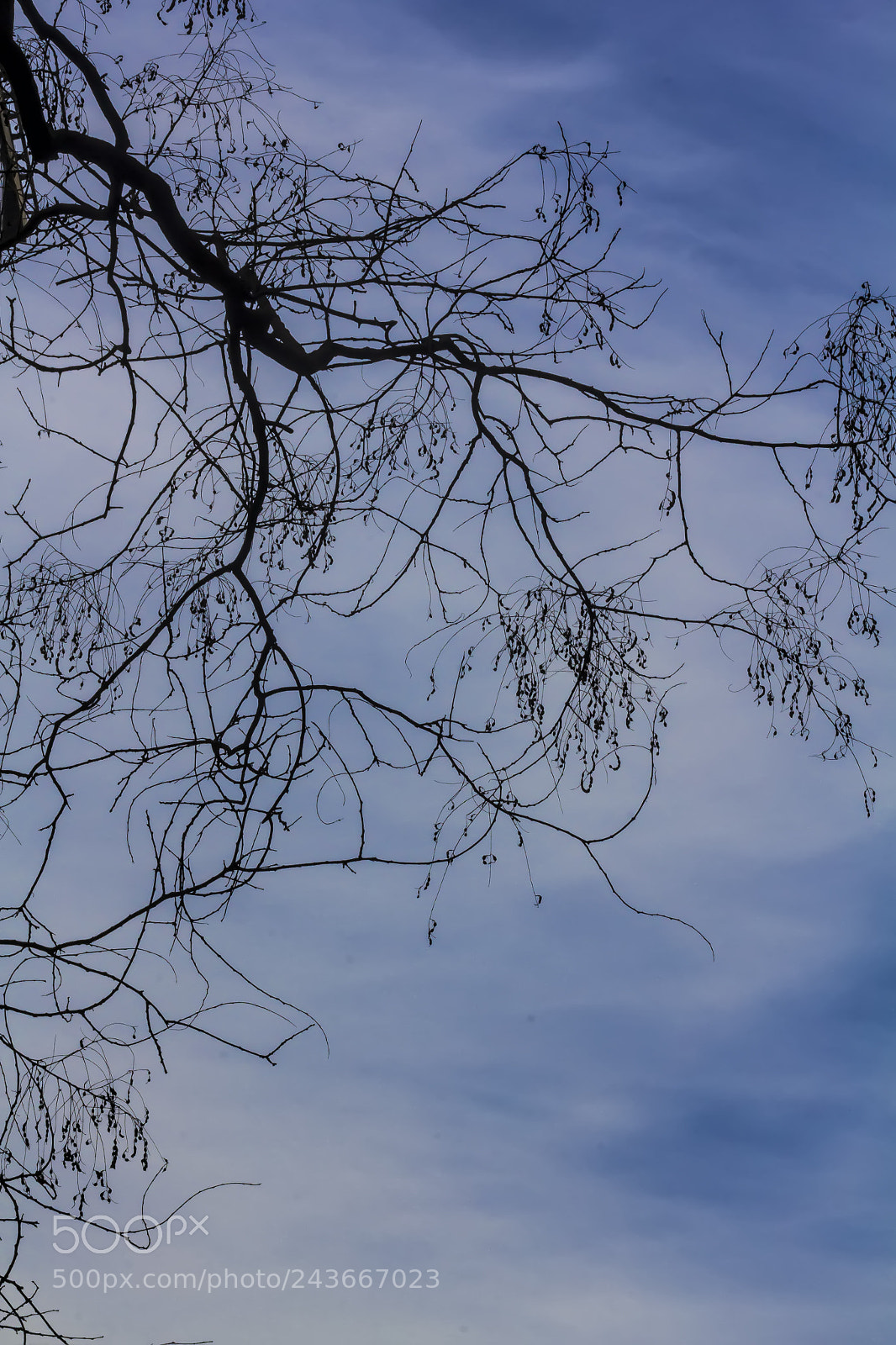Canon EOS 60D sample photo. Winter trees sky and photography
