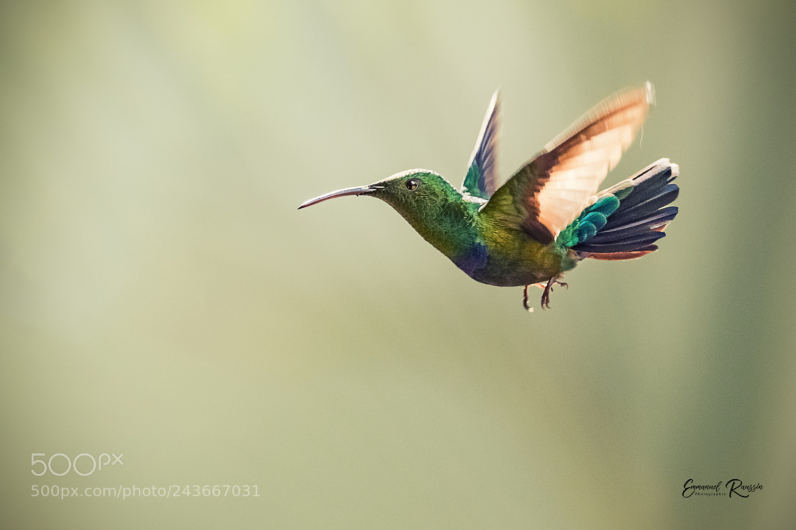 Nikon D7100 sample photo. The flight of the photography