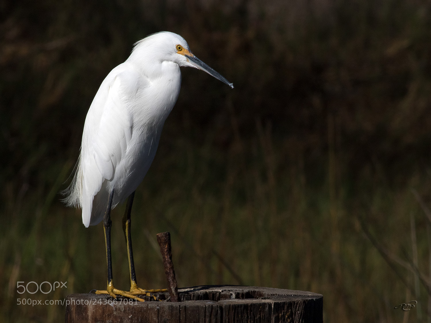 Canon EOS 7D Mark II sample photo. Snowy egret photography