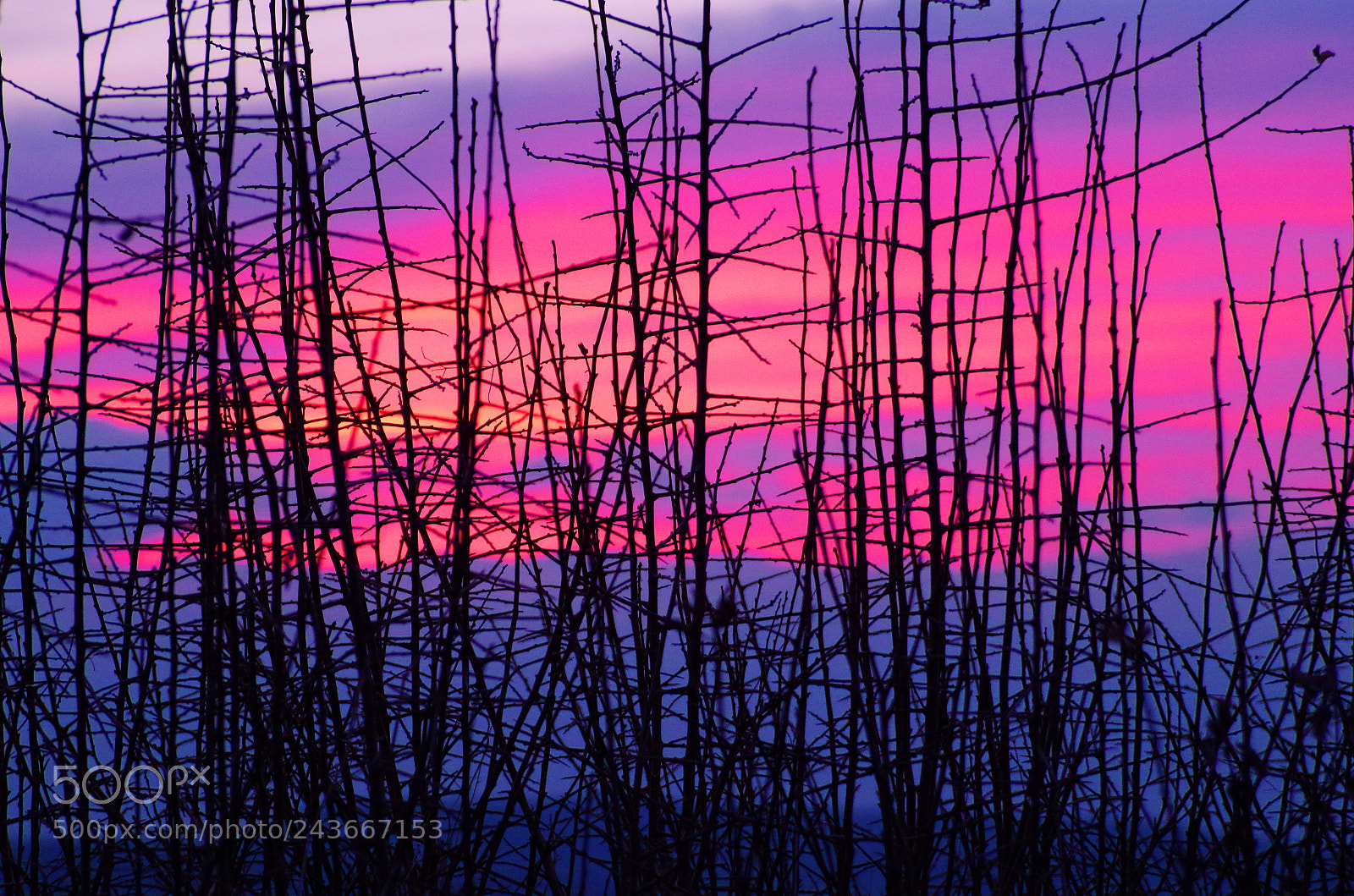 Pentax K-30 sample photo. Twigs photography