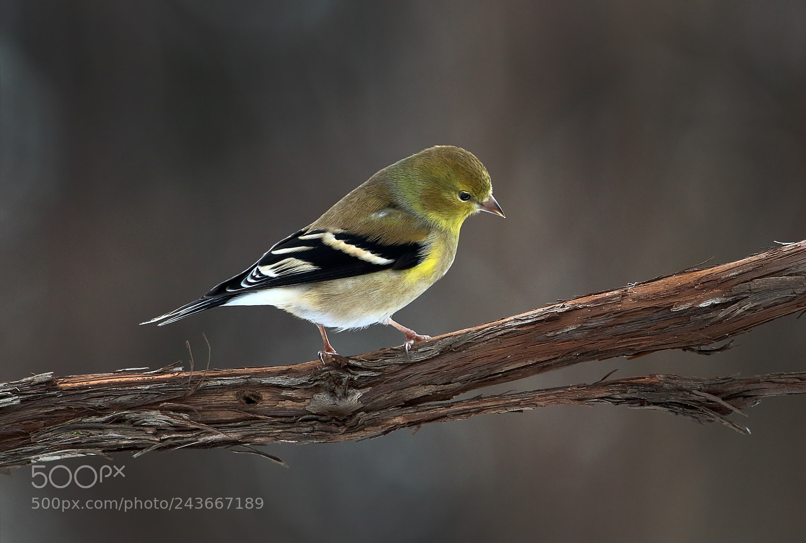 Canon EOS 7D Mark II sample photo. Winter goldfinch photography