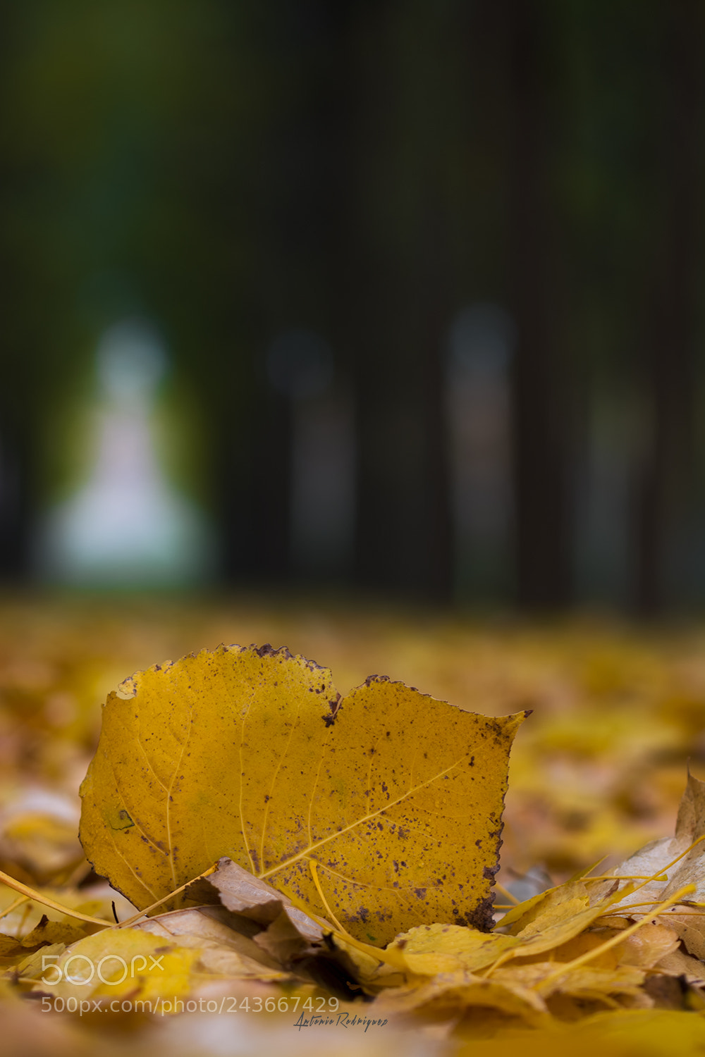 Nikon D7100 sample photo. Otoño photography