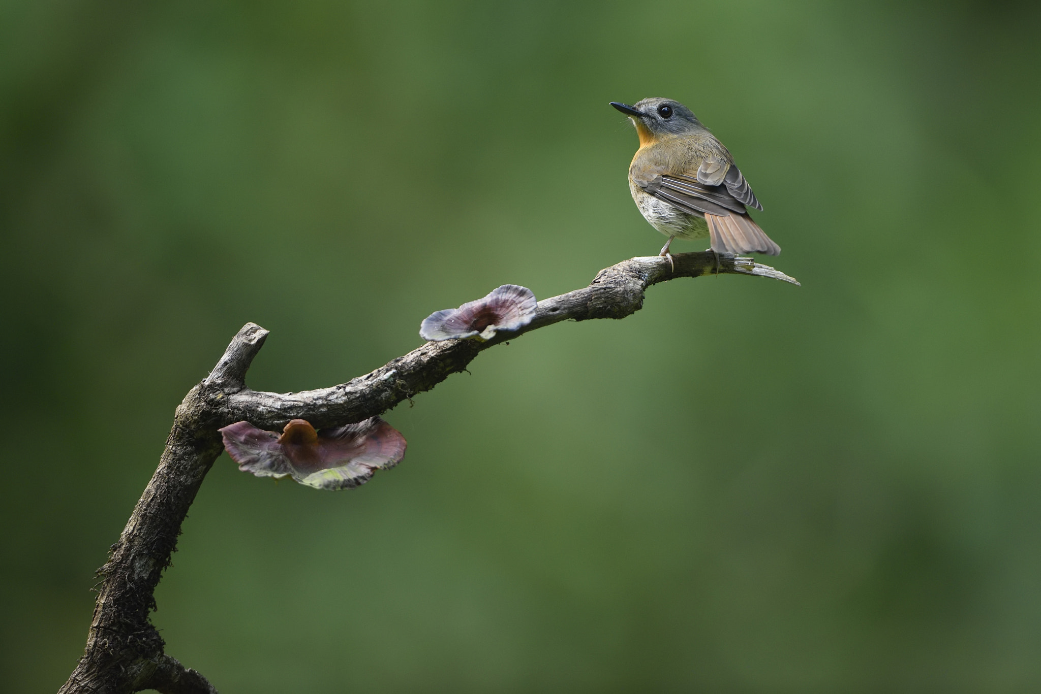 White Bellied Blue Flycatcher Male