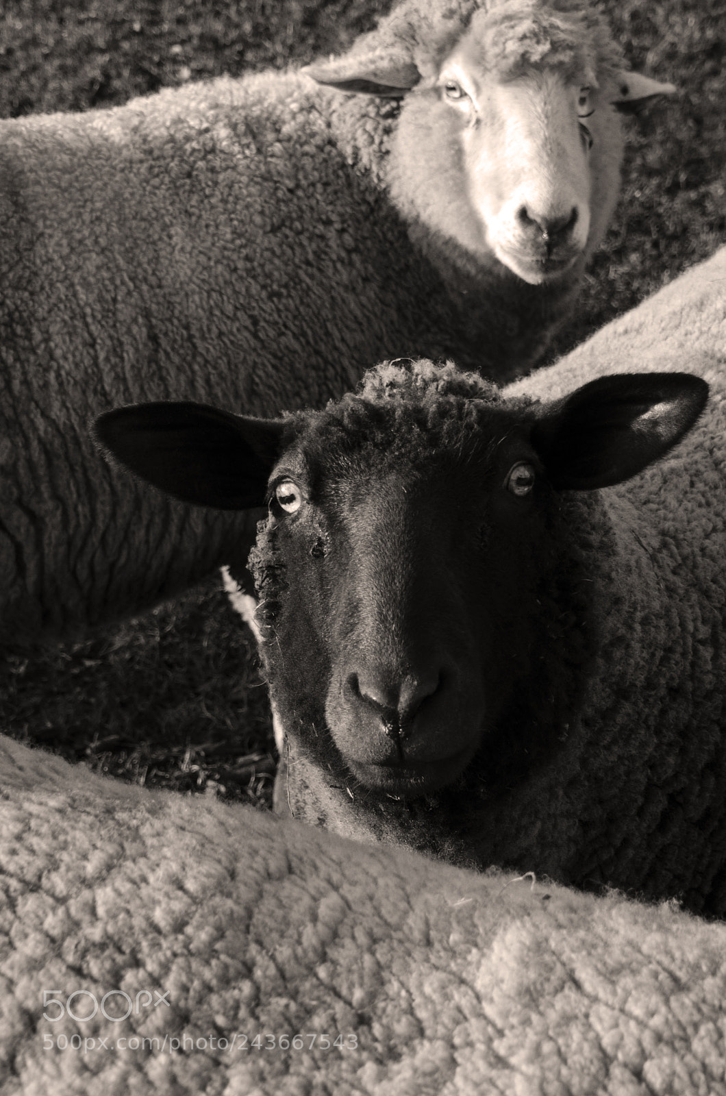 Nikon D5100 sample photo. Schaf bw photography