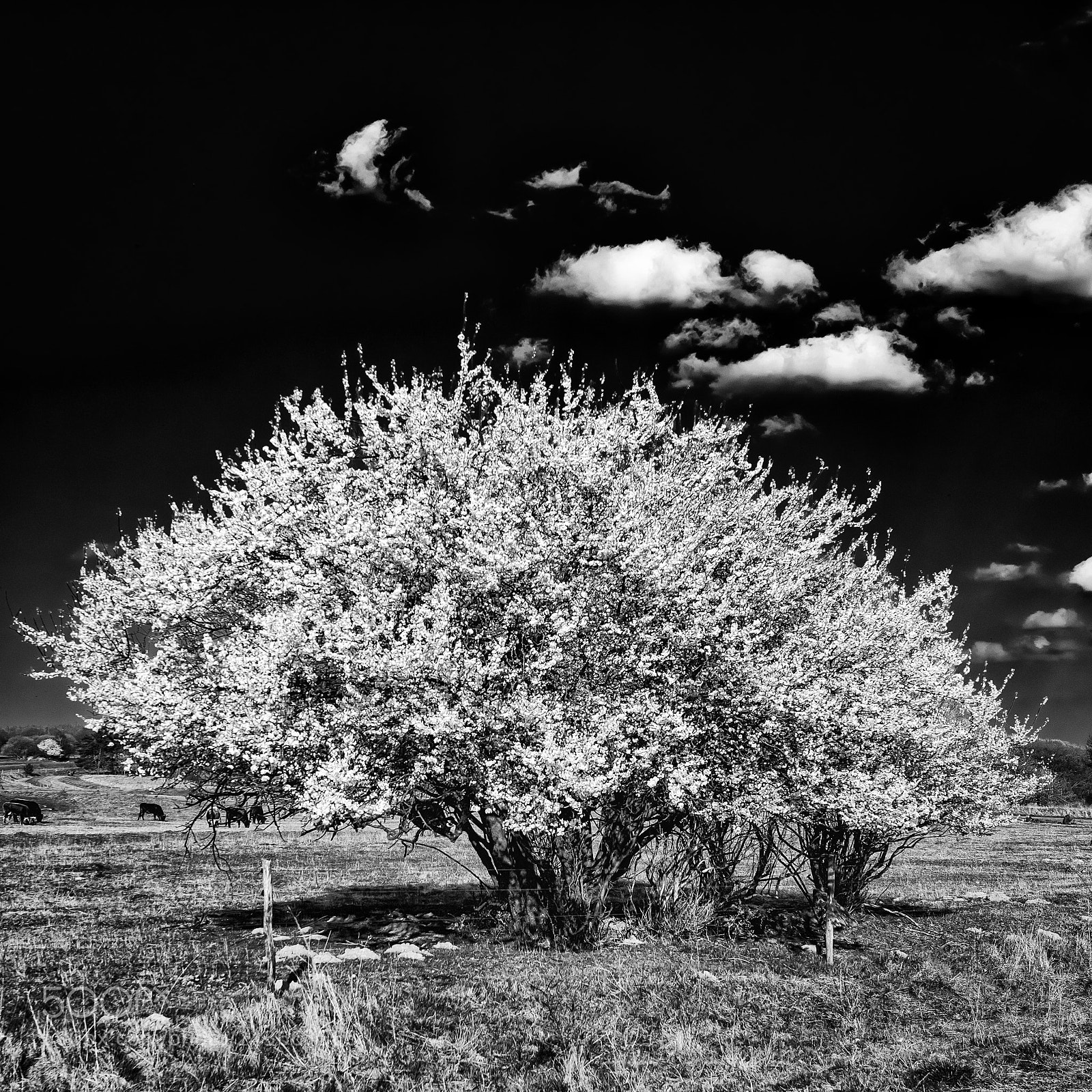 Nikon D810 sample photo. Blooming tree in bw photography