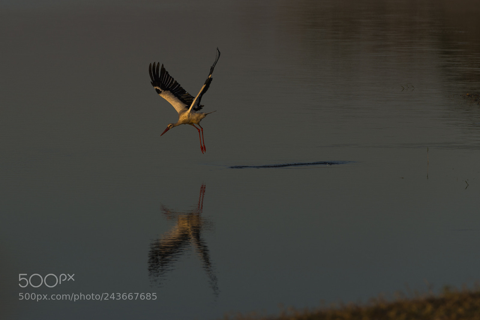 Nikon D610 sample photo. The early stork photography