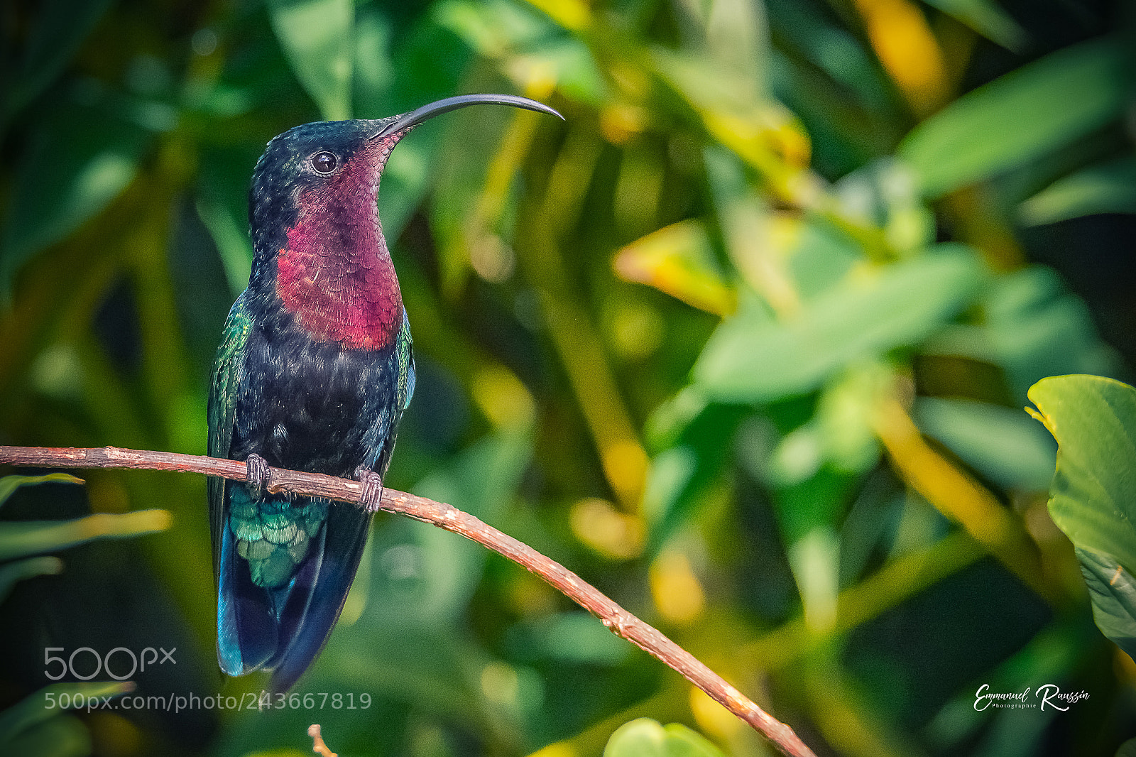 Nikon D7100 sample photo. Purple-throated carib (eulampis jugularis). photography