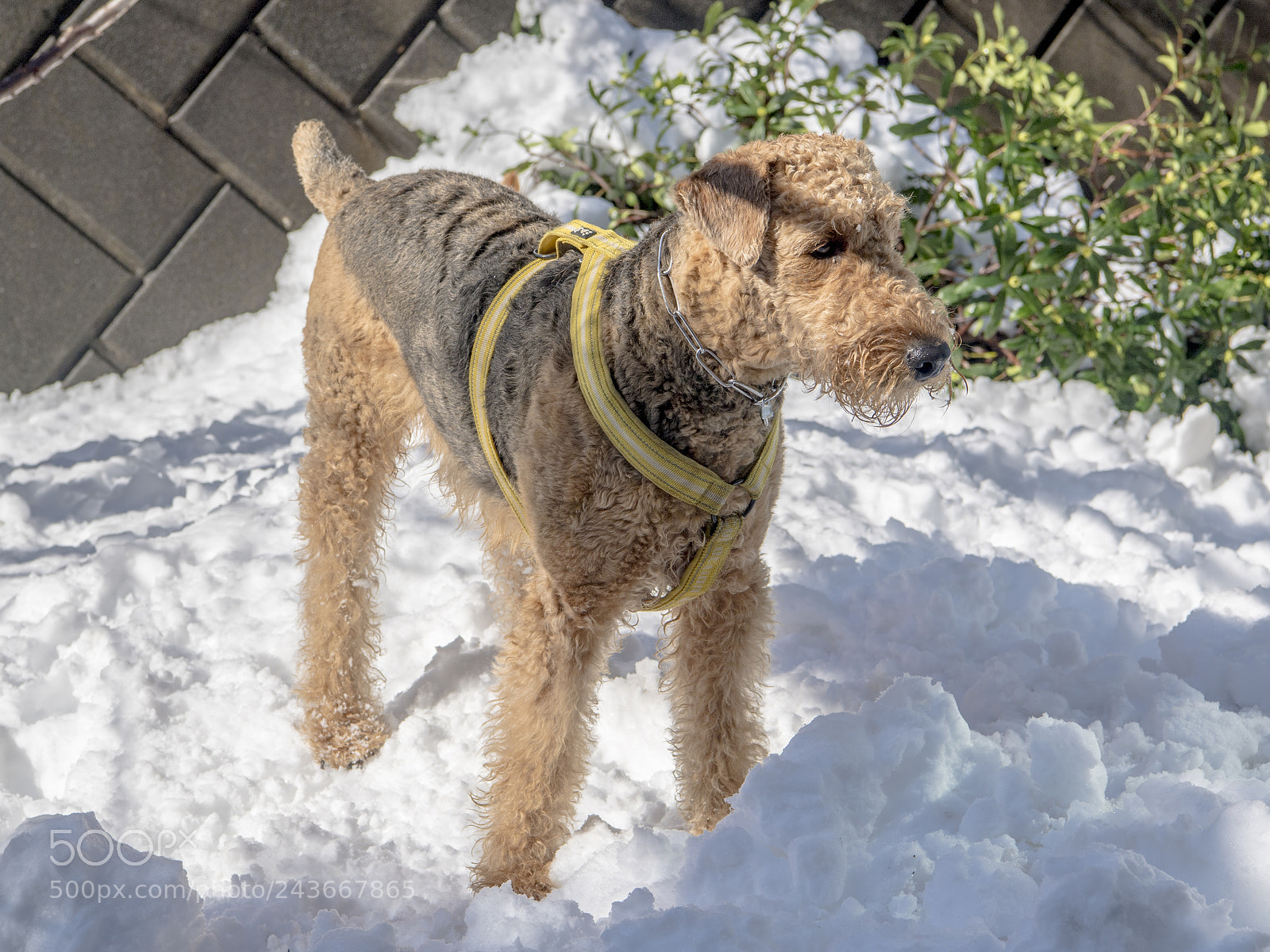 Nikon D5 sample photo. Sunshine and snow photography