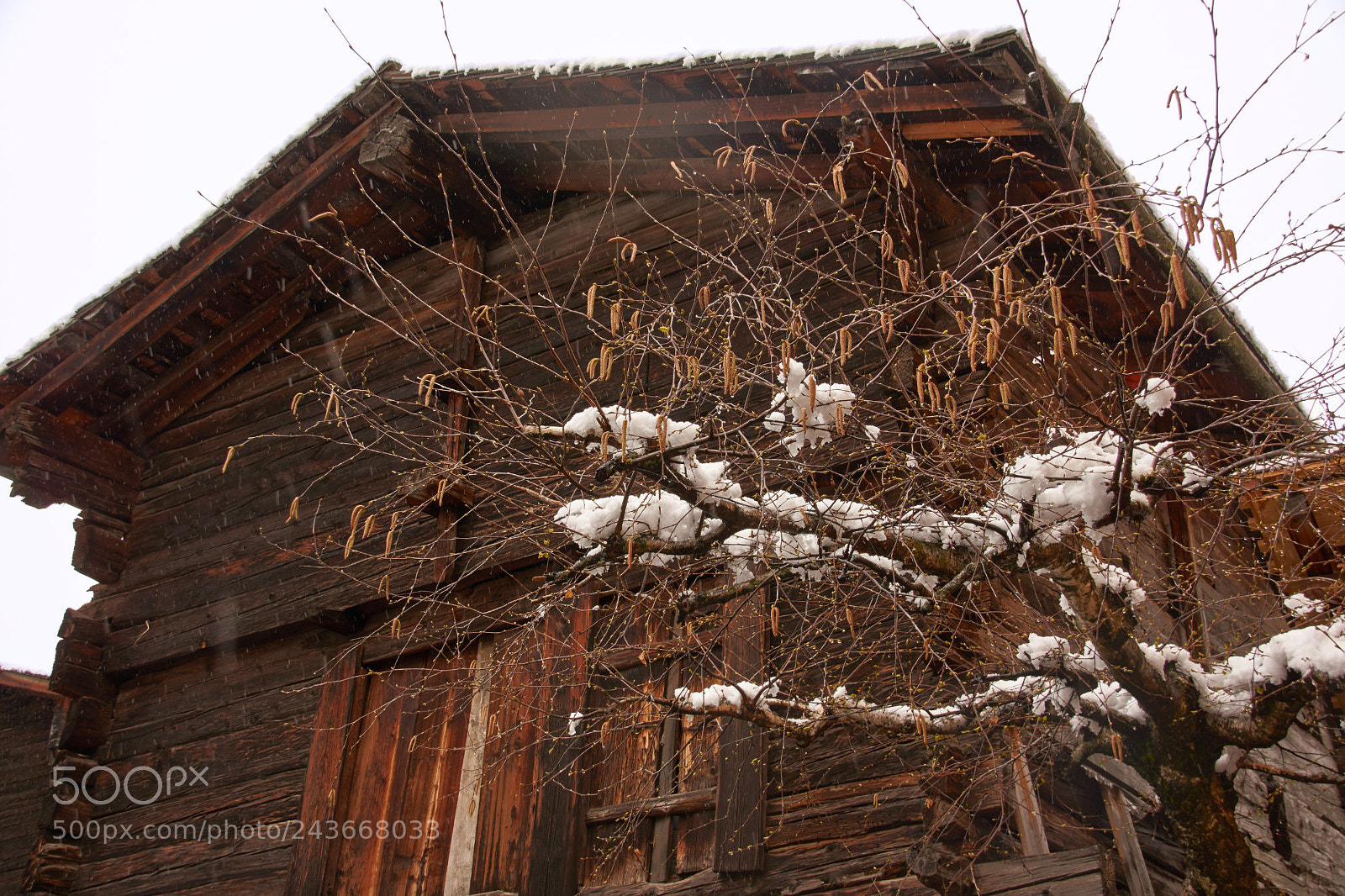 Sony SLT-A65 (SLT-A65V) sample photo. Snow on 1. of may photography