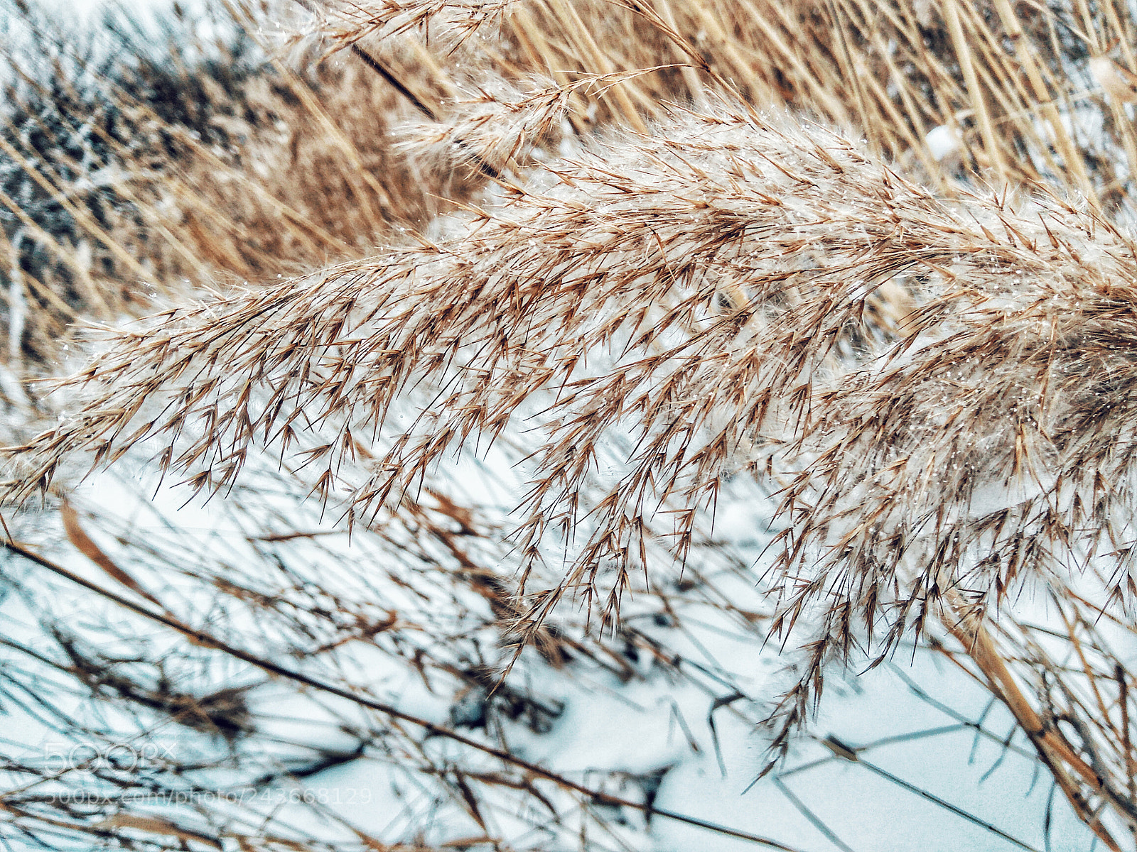 Xiaomi Redmi Note3 sample photo. Untitled photography