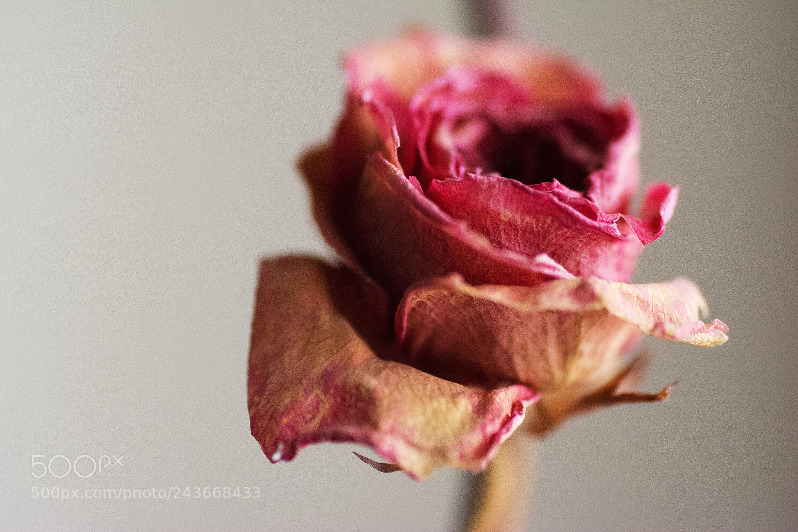 Nikon D7100 sample photo. Untitled photography