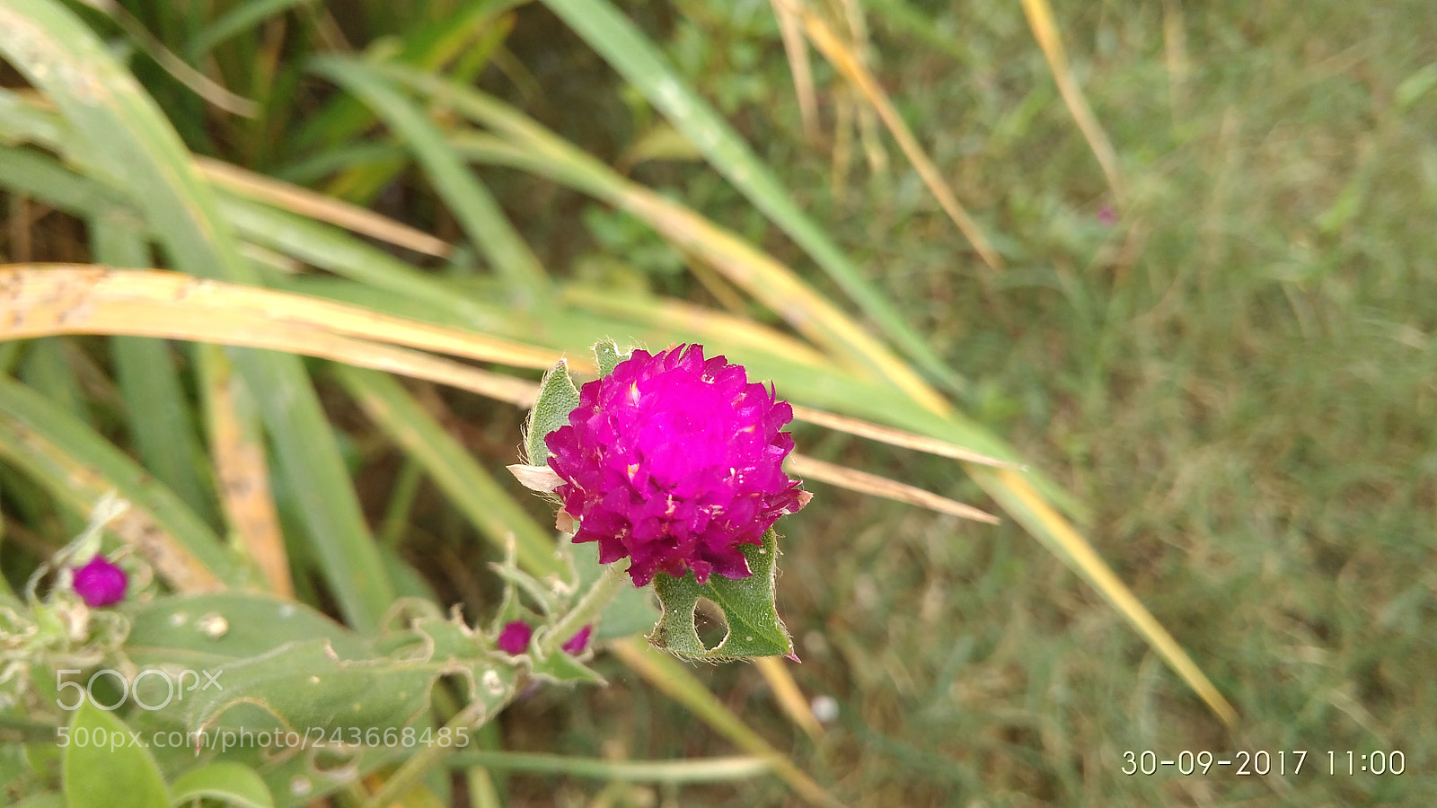Xiaomi Redmi 4A sample photo. Untitled photography