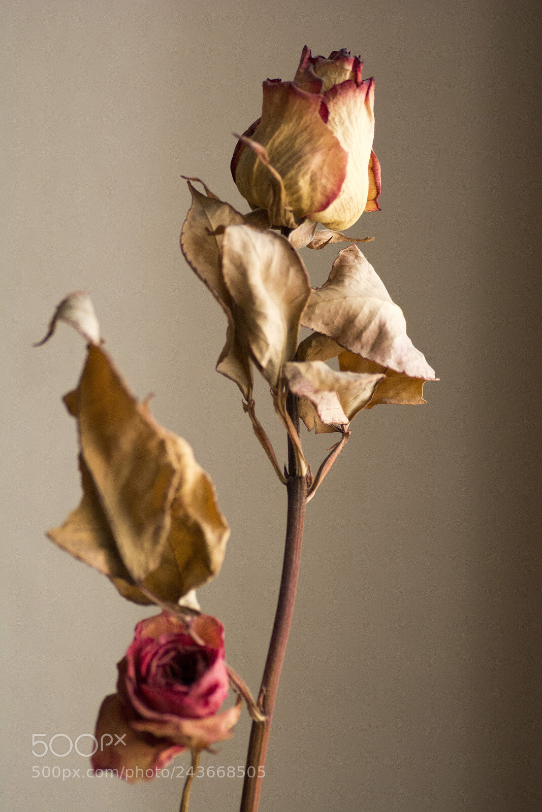 Nikon D7100 sample photo. Untitled photography