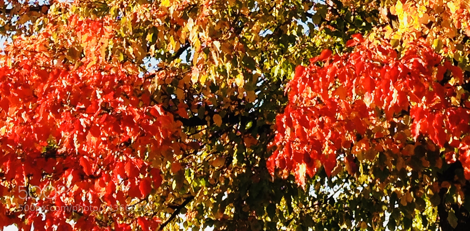 Apple iPhone 5c sample photo. Untitled photography