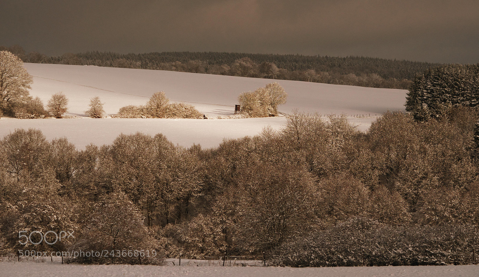 Nikon D5100 sample photo. Snoweifel photography