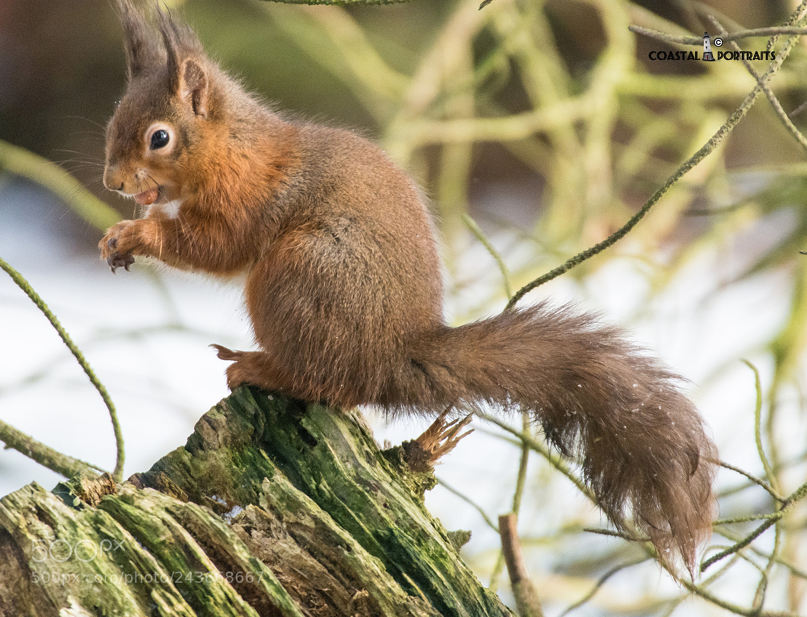 Nikon D7200 sample photo. Local red squirrels eating photography