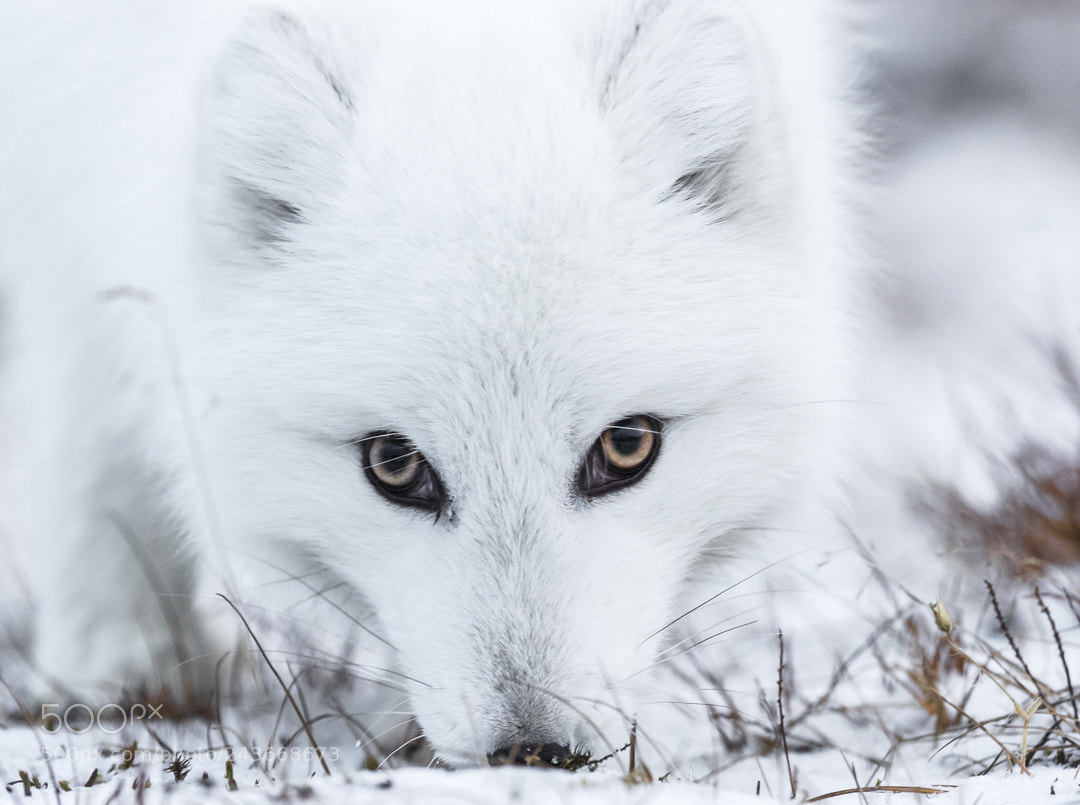 Canon EOS-1D X Mark II sample photo. Arctic fox just outside photography