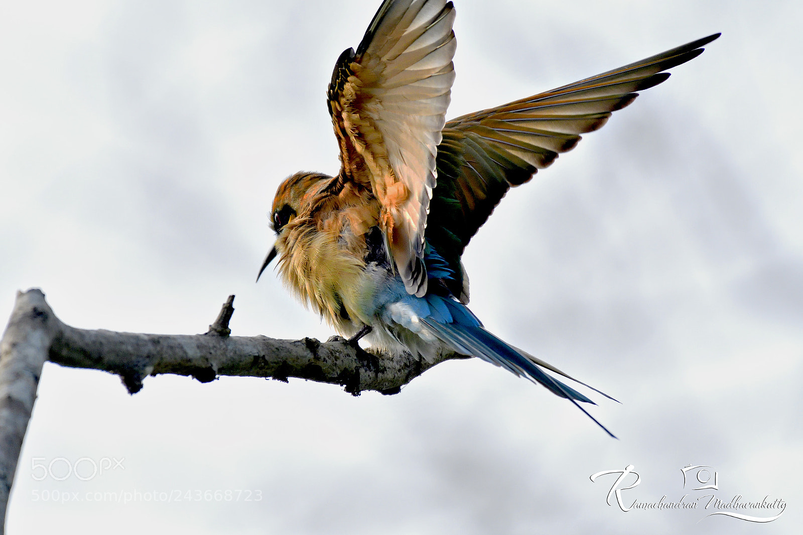 Nikon D500 sample photo. Blue-tailed bee-eater - landing photography