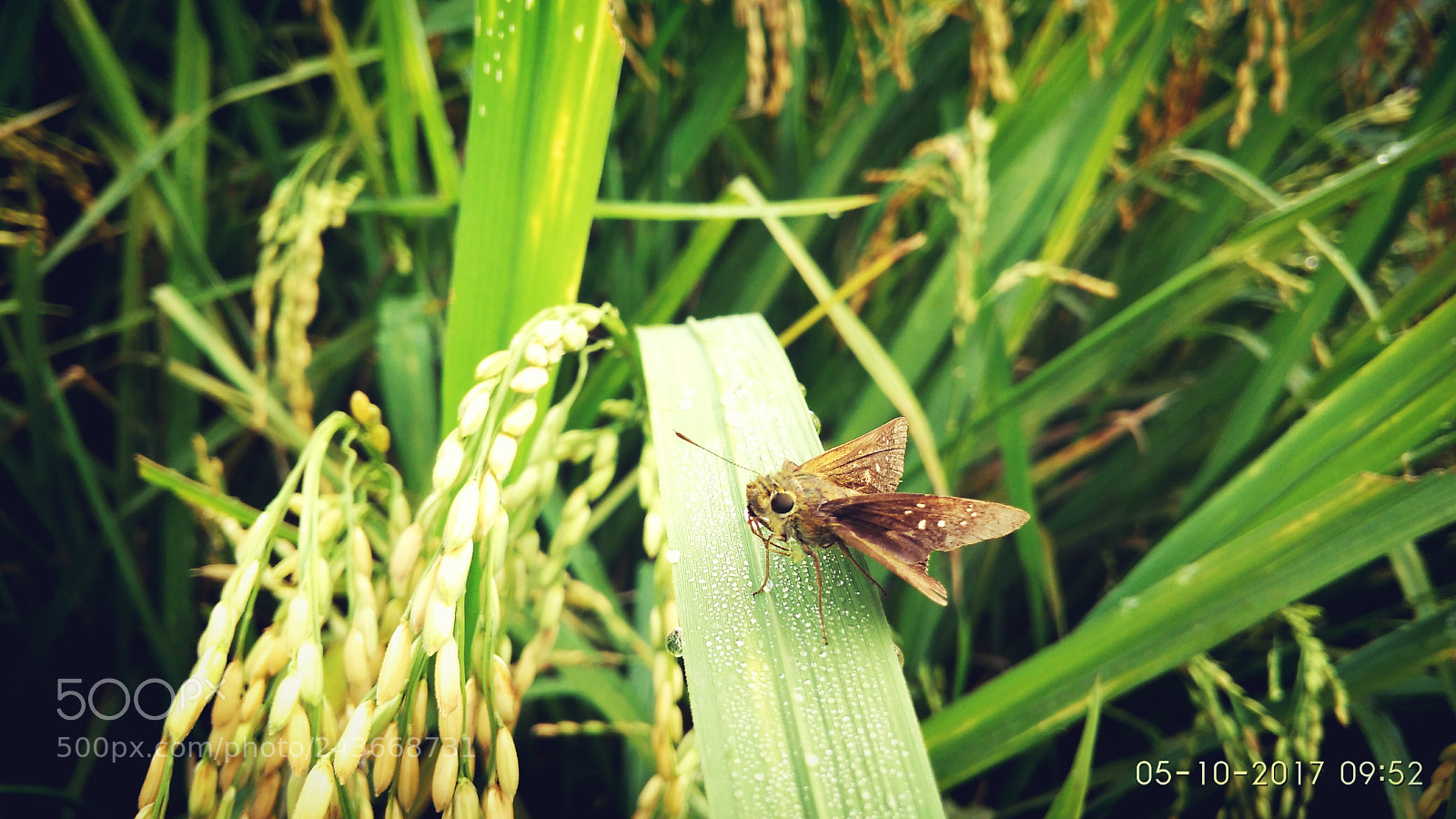 Xiaomi Redmi 4A sample photo. Untitled photography