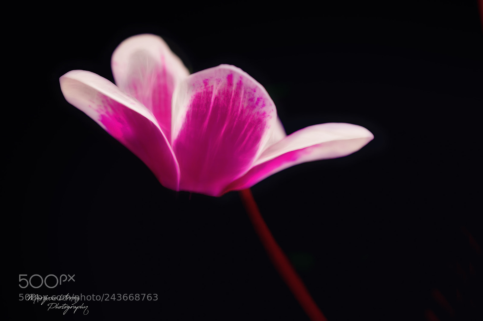 Nikon D300 sample photo. Cyclamen photography