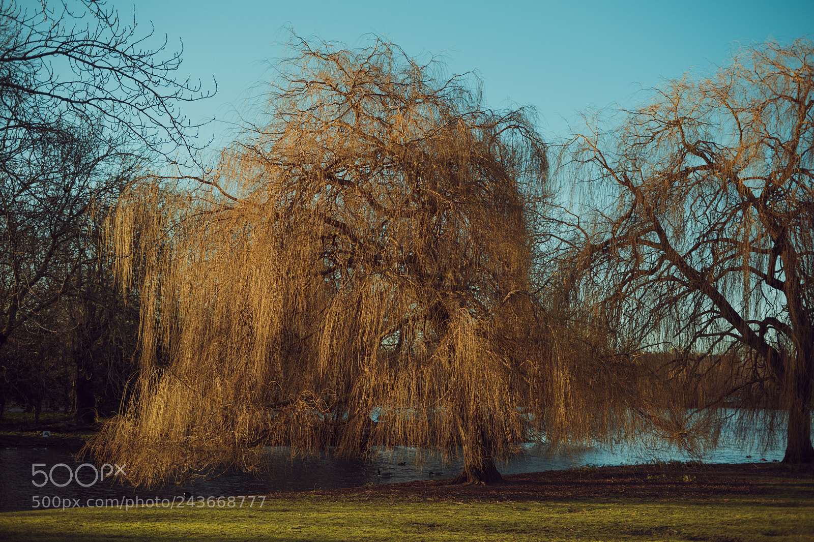 Sony a7 II sample photo. Parks in winter photography