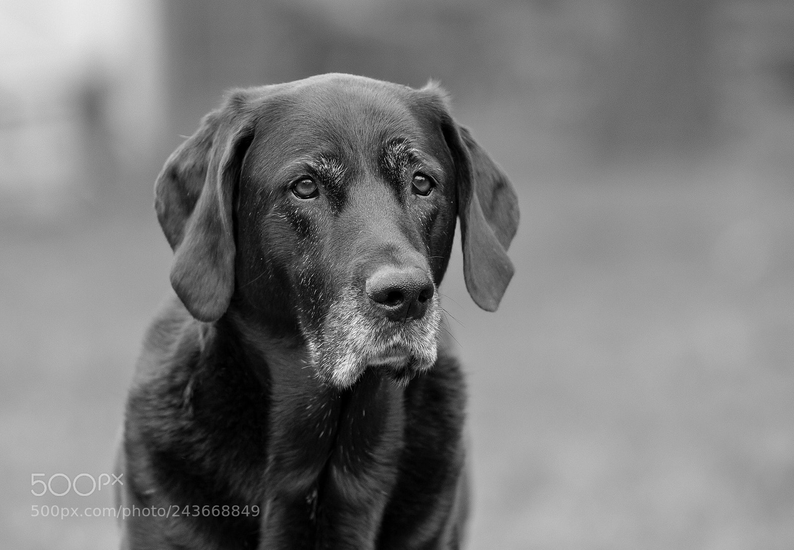Nikon D500 sample photo. Unsere alte, weise milka. photography