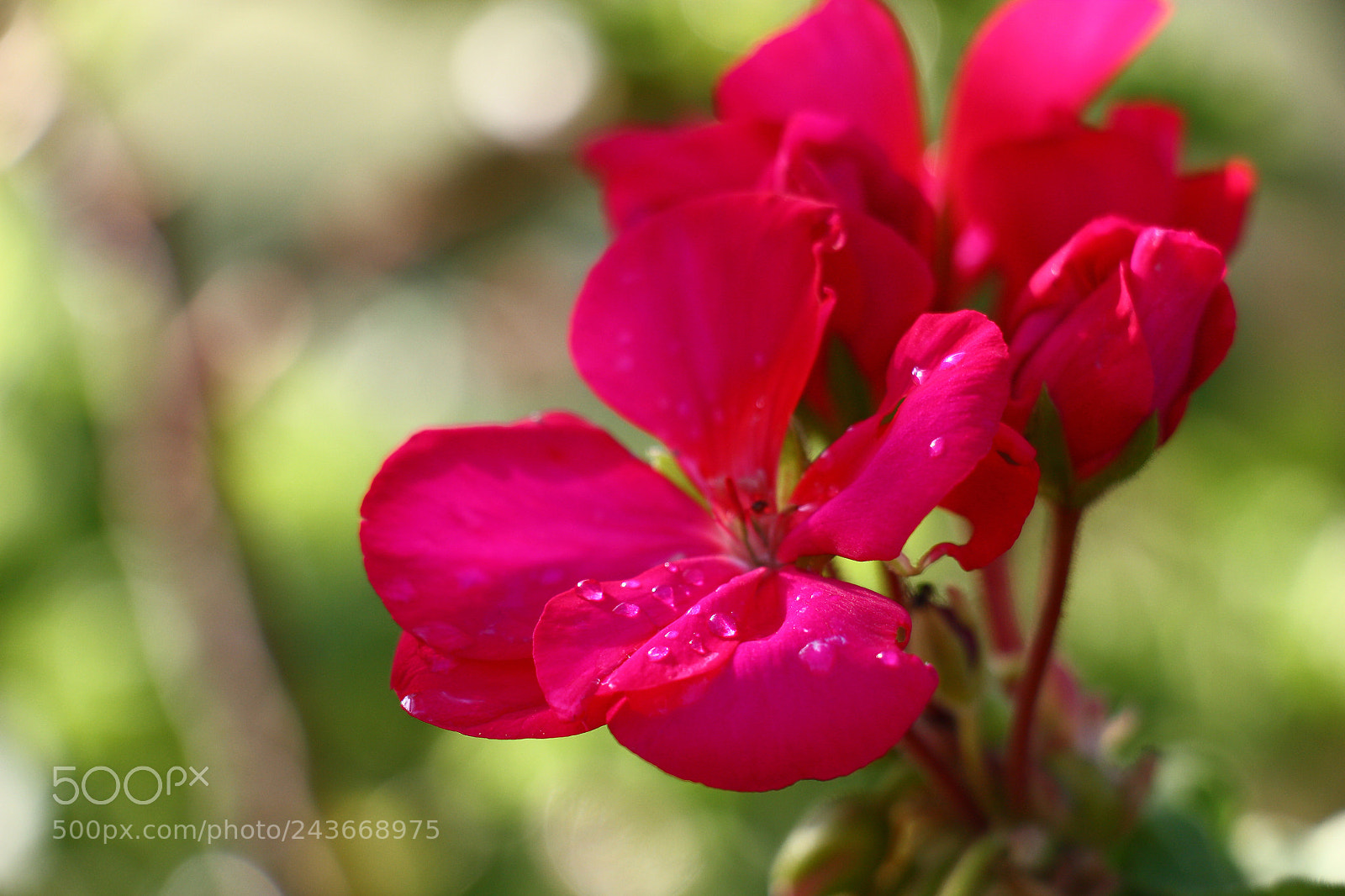 Canon EOS 450D (EOS Rebel XSi / EOS Kiss X2) sample photo. Pink pelargonium. photography