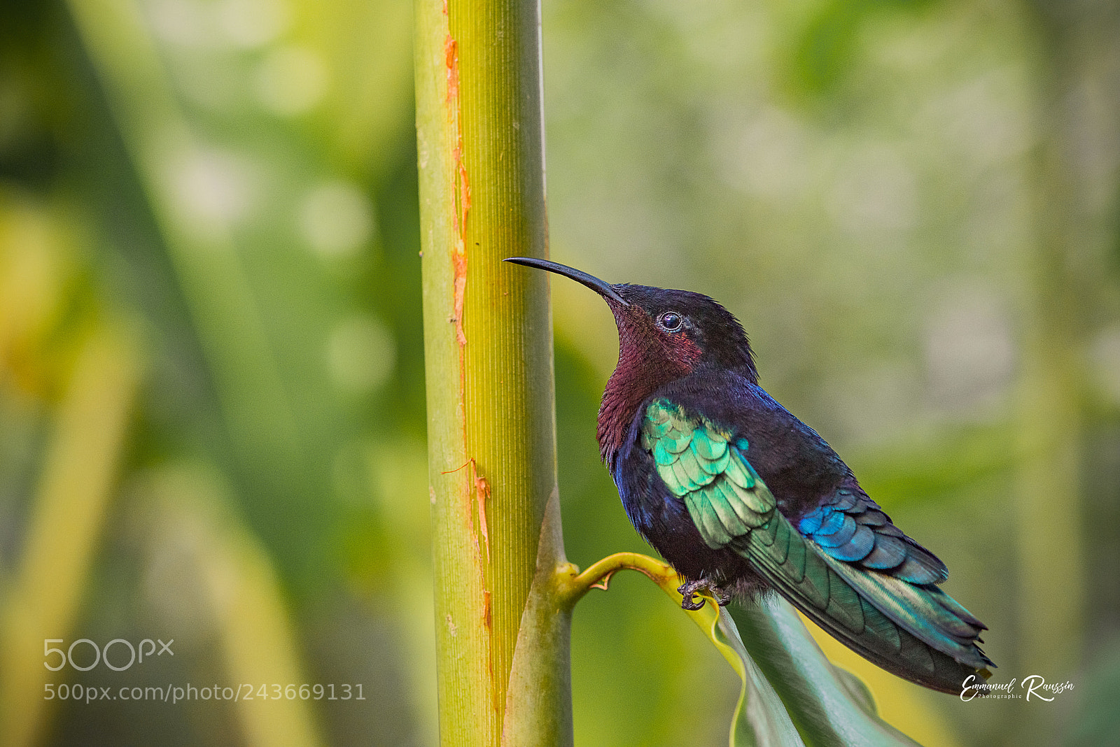 Nikon D810 sample photo. Purple-throated carib (eulampis jugularis). photography