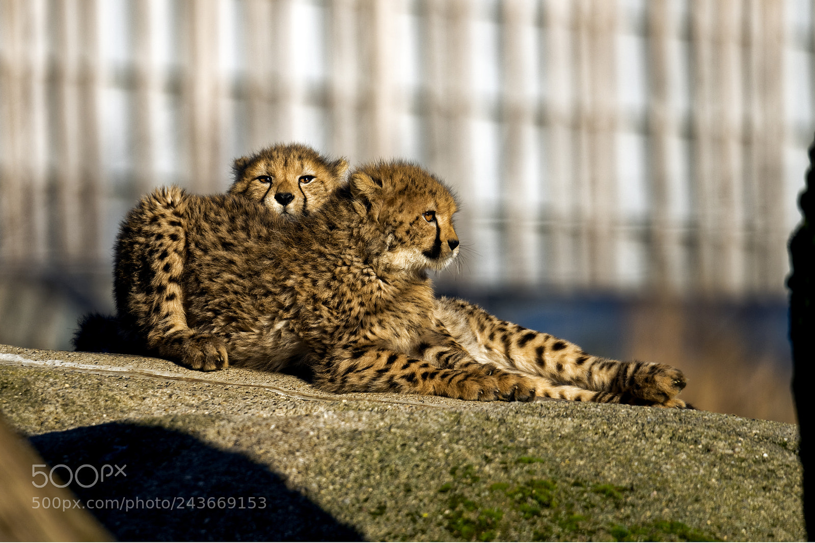 Nikon D810 sample photo. Cheetah photography