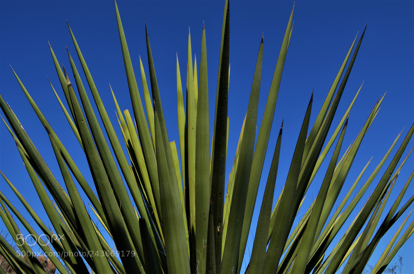 Nikon D5100 sample photo. #agavelechuguilla #mina #nl #mexico photography