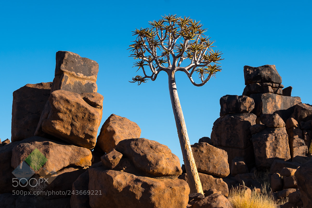Fujifilm X-T2 sample photo. Quiver tree photography