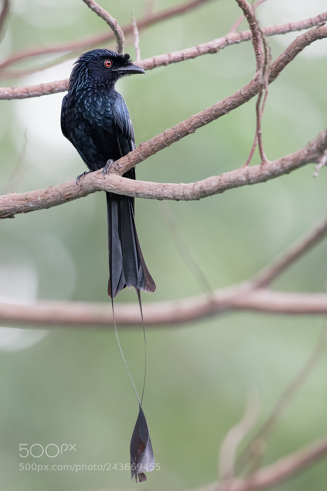 Nikon D850 sample photo. Greater racket-tailed drongo @ tbhp photography