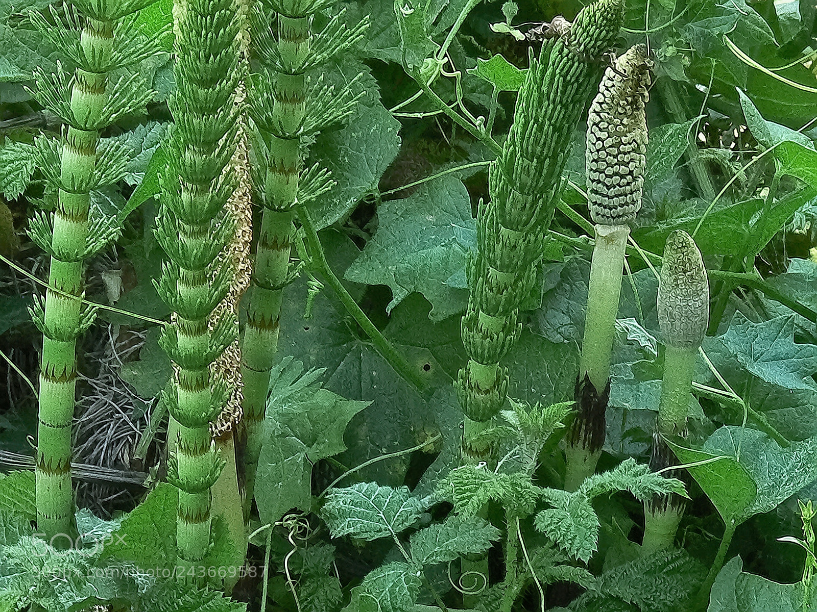 Panasonic DMC-FZ30 sample photo. Horsetailsncukes photography