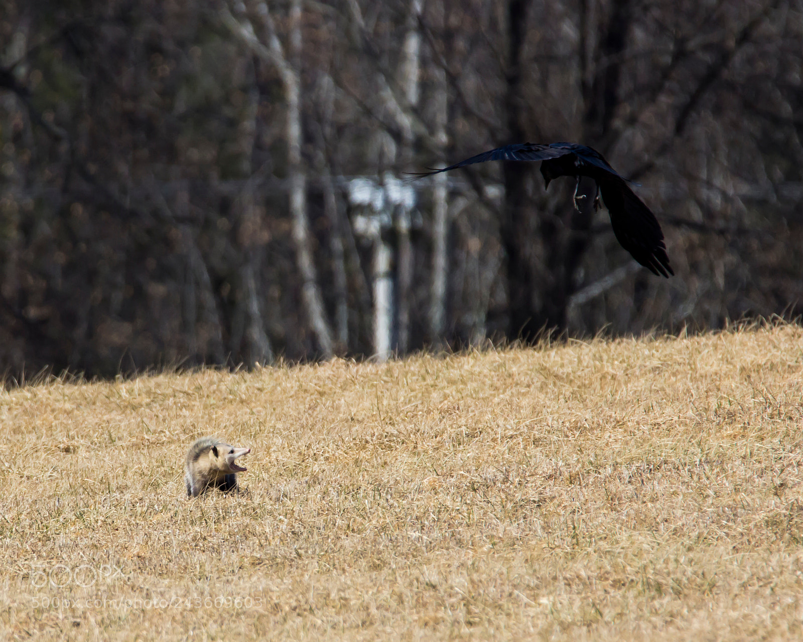 Canon EOS 60D sample photo. Quit botherin' me! photography