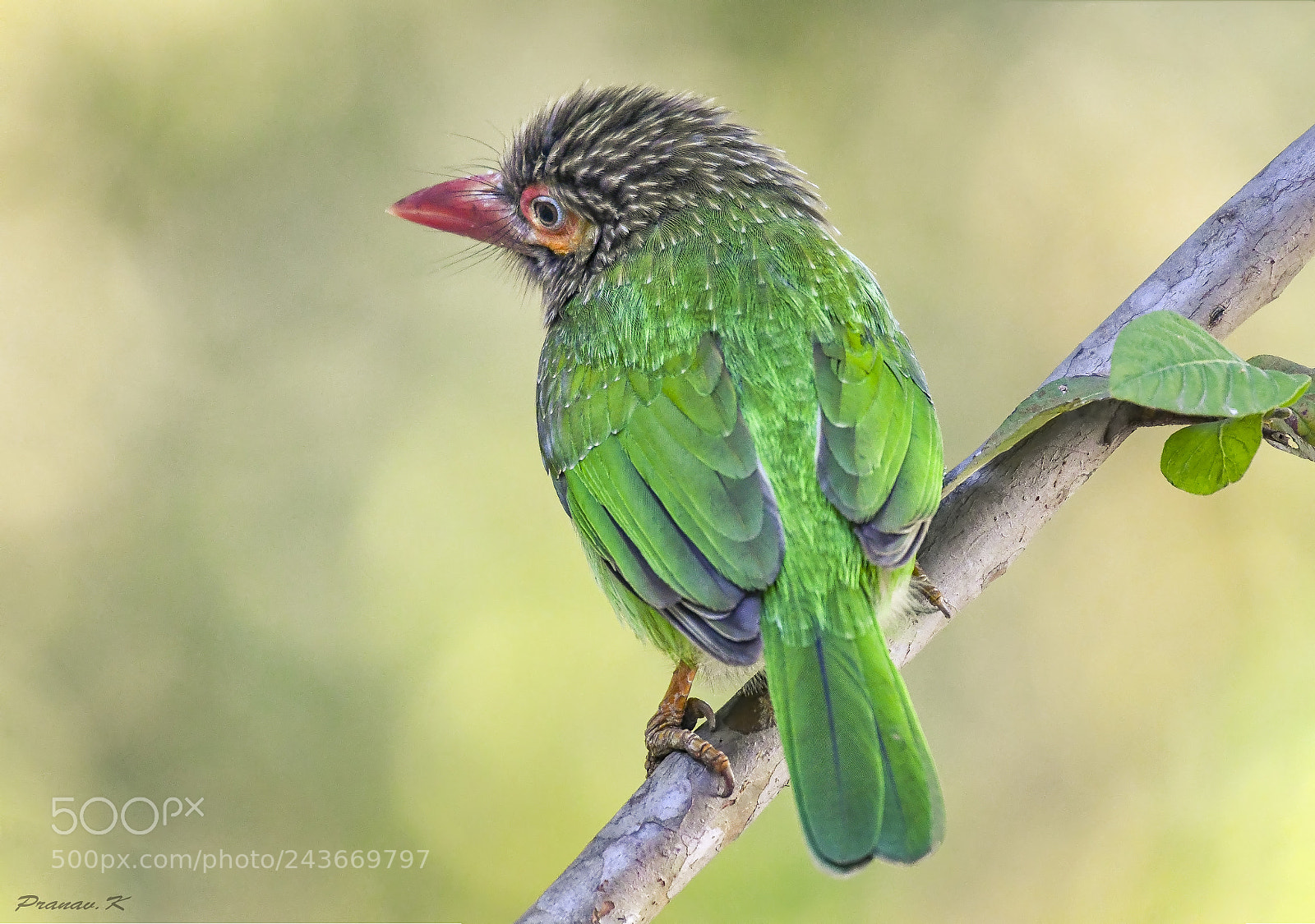 Nikon D500 sample photo. Brown headed barbet photography