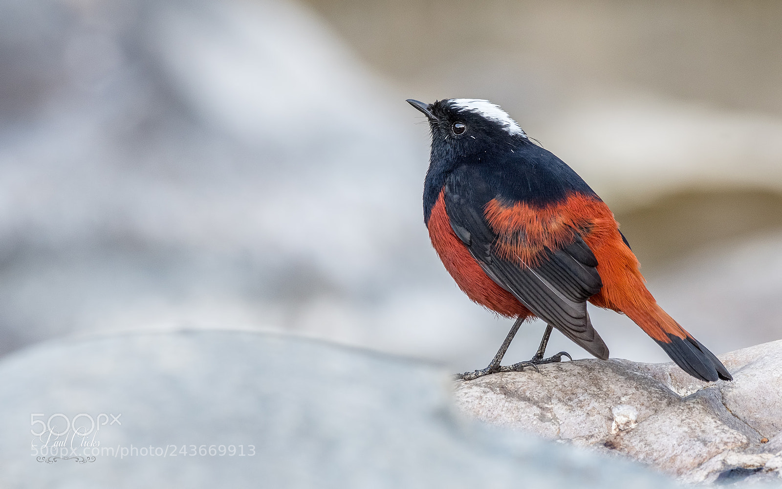 Nikon D500 sample photo. White capped redstart photography