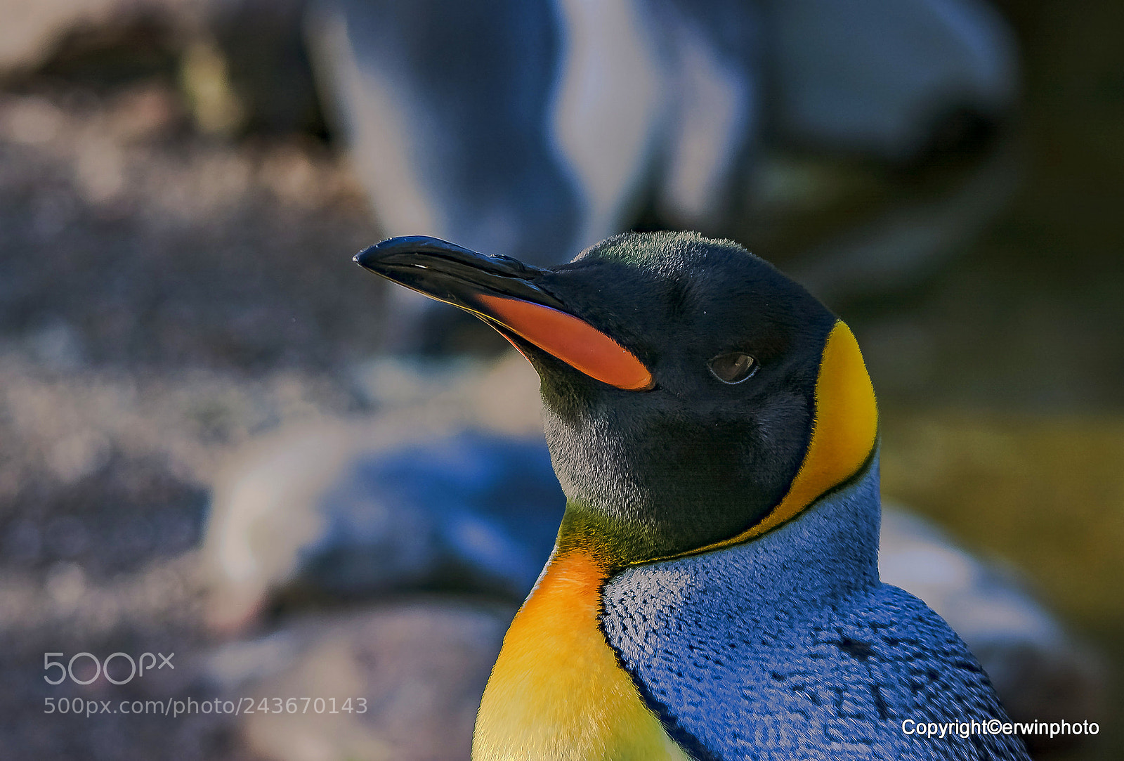Nikon D7100 sample photo. Pinguin photography