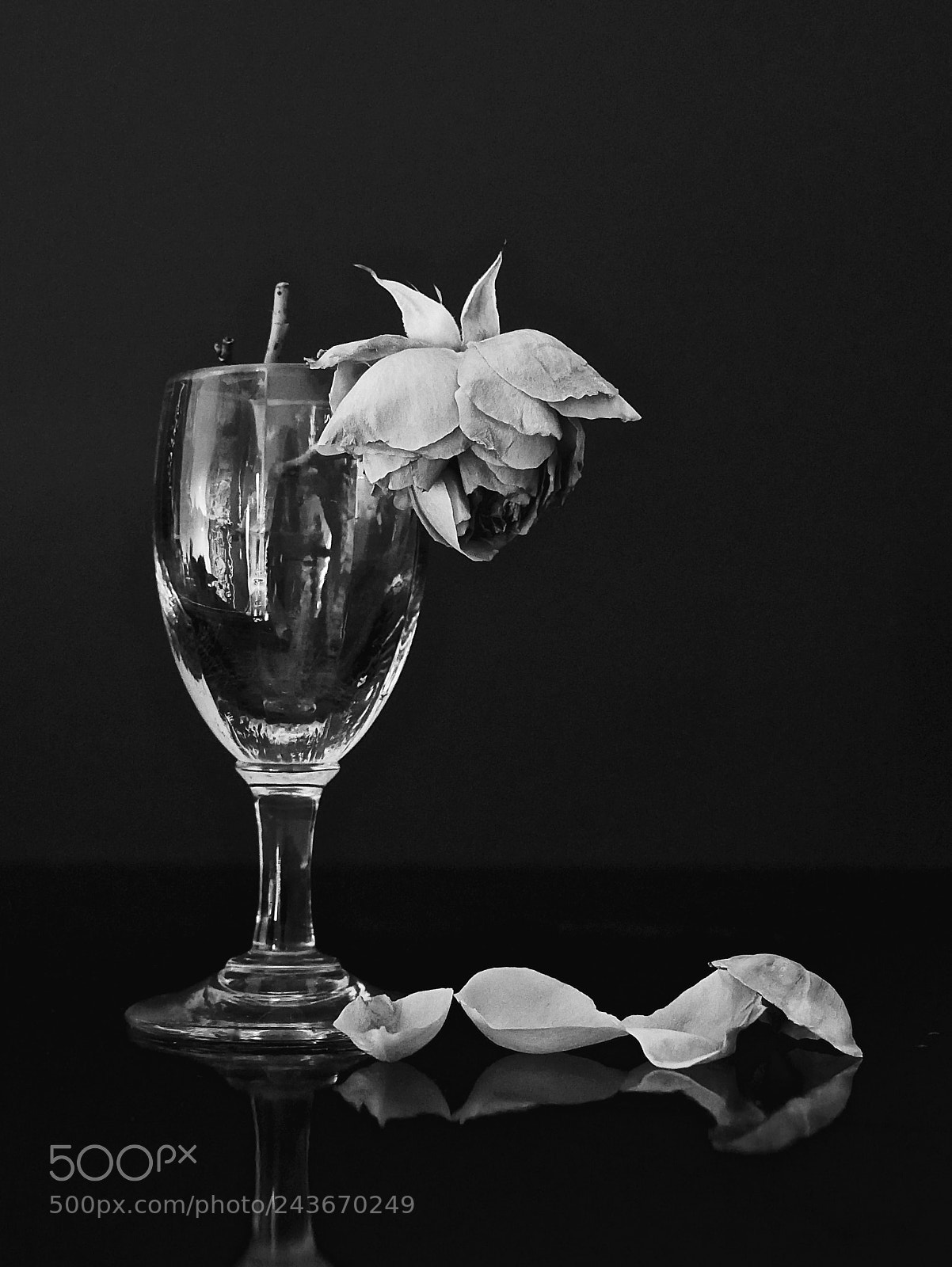 Panasonic Lumix DMC-GX85 (Lumix DMC-GX80 / Lumix DMC-GX7 Mark II) sample photo. Last rose from my photography
